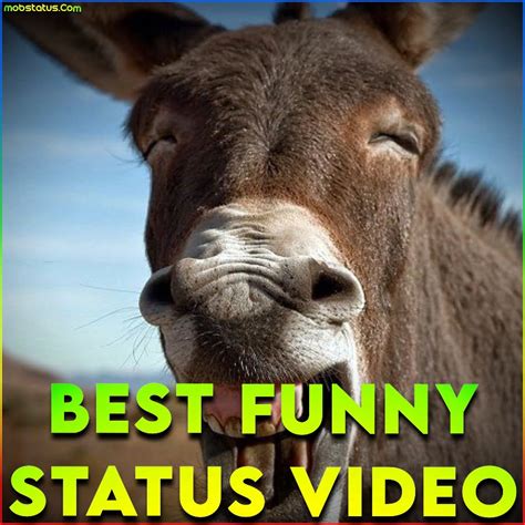 comedy whatsapp status video download|funny whatsapp about messages.